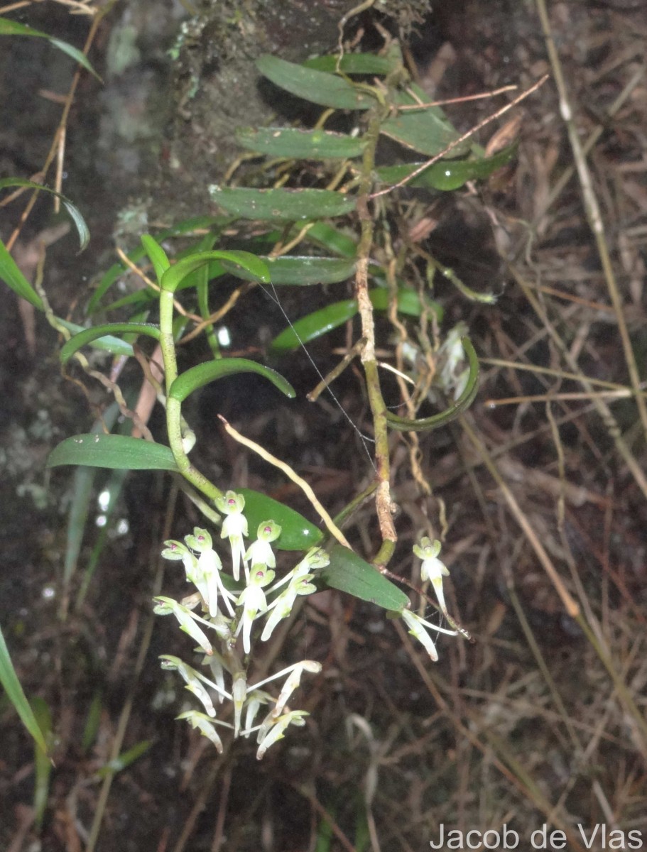 Robiquetia virescens Ormerod & S.S.Fernando